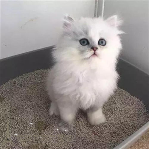 出售金吉拉银渐层血统纯正长毛猫