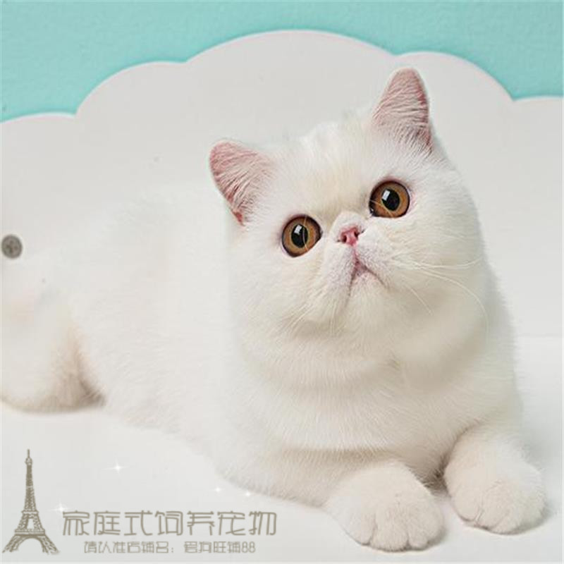 纯白色加菲猫 异国短毛猫纯白加菲活体幼猫纯种家养加菲猫幼猫g