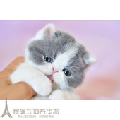 加菲猫宠物猫咪异国短毛猫家养纯种加菲幼猫活体蓝白八字净梵p