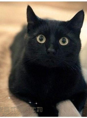 招财猫出售纯种活体孟买猫