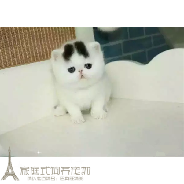 注册猫舍出售加菲猫宠物猫异国短毛猫纯种加菲幼猫活体黑白弟弟g