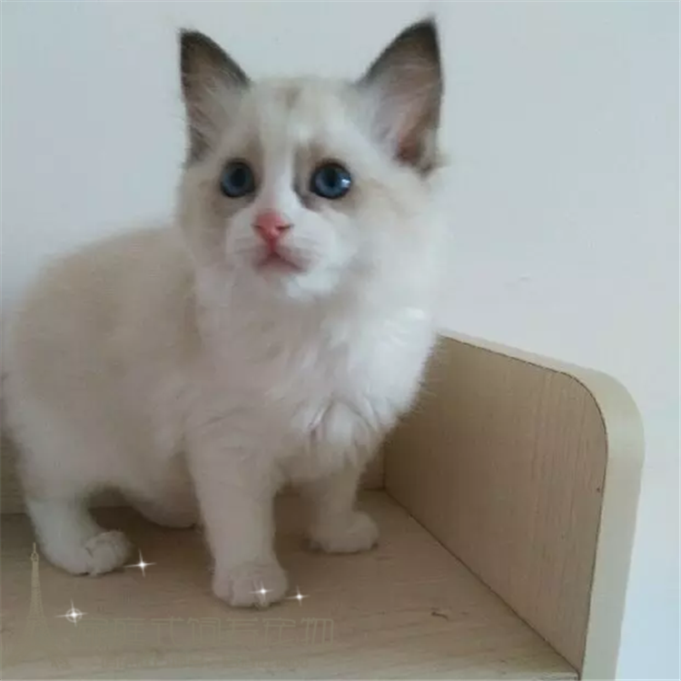 布偶蓝双活体 美国布偶猫幼猫 双色布偶海豹双色中长毛猫小母猫p