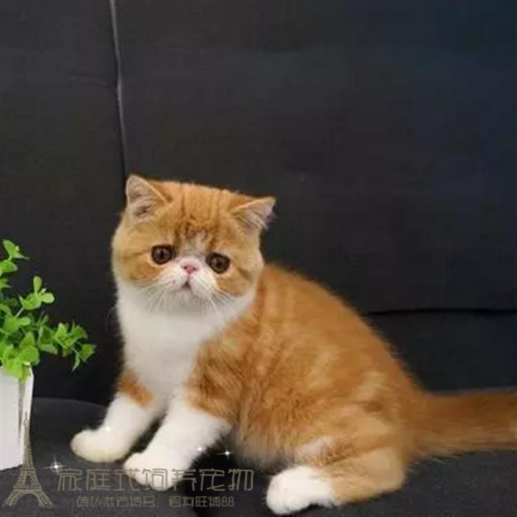 加菲猫英短蓝猫美短英短虎斑银渐层活体宠物猫幼猫猫咪活体猫p