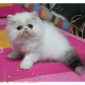 加菲猫宠物猫活体异国短毛幼猫包子脸梵文三花纯种波斯猫长毛猫p