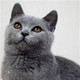 英短猫活体幼猫俄罗斯蓝猫英短蓝猫幼崽活体猫舍活猫纯种包子脸p