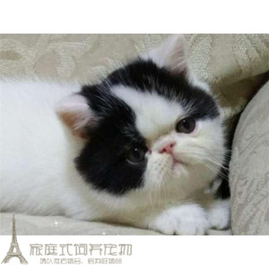 纯种加菲猫宠物猫咪异国短毛猫家养短毛加菲幼猫活体黑白弟弟g