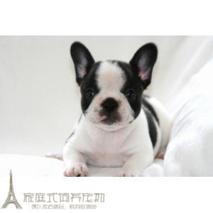 出售健康包邮纯黑白色法国斗牛犬幼犬纯种法牛法斗宠物狗狗活体g