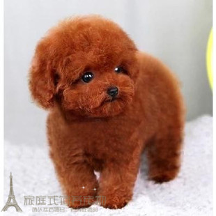 赛级红泰迪幼犬茶杯纯种活体泰迪狗玩具型迷你赛级灰色贵宾54p
