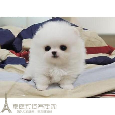 纯白色博美犬纯种茶杯博美日本俊介袖珍球体博美幼犬狗76g