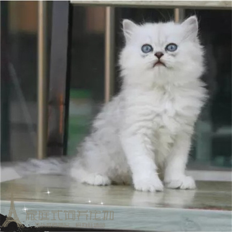出售家养金吉拉幼猫长毛猫纯种银渐层宠物猫活体血统纯正包健康p
