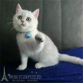 英短银渐层 纯种银渐层p 英国短毛猫家养活体幼猫宠物猫渐层猫