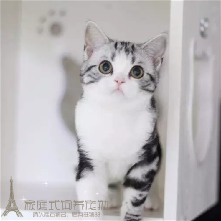 纯种美国短毛猫美短加白起司猫银虎斑加白幼猫活体猫咪宠物猫p