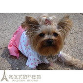 纯种小体约克夏幼犬约克夏梗纯种幼犬宠物长毛家养直销活体p