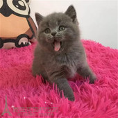 英国短毛猫纯种英短蓝猫立耳猫幼猫活体英短蓝猫英短活体宠物猫p