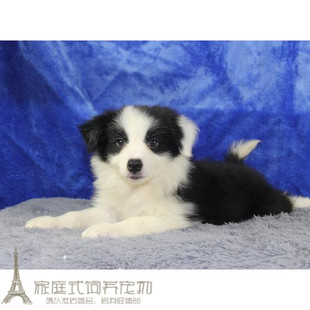 纯种边境牧羊犬幼犬活体边牧狗狗边境幼崽公母都有智商聪明出售p