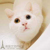 宠物猫活体纯种英国短毛猫英短蓝猫纯白英短幼猫活体鸳鸯眼猫咪p