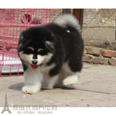 纯种活体巨型阿拉斯加雪橇犬幼犬烟灰色桃脸熊版 巨大阿拉斯加66p