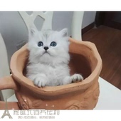阿华猫舍金吉拉幼猫长毛猫纯种家养绿眼金吉拉宠物猫活体猫咪p