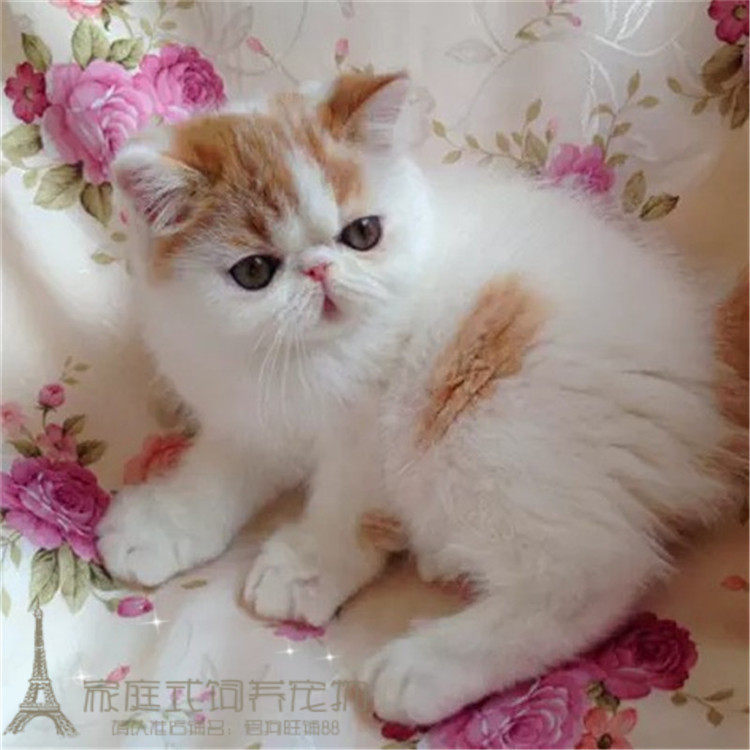 出售赛级纯种异国短毛猫加菲猫 活体宠物猫加菲幼猫净梵加菲猫g