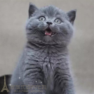 出售家养纯种英短蓝猫英国短毛猫活体幼猫宠物猫立耳蓝猫英短p