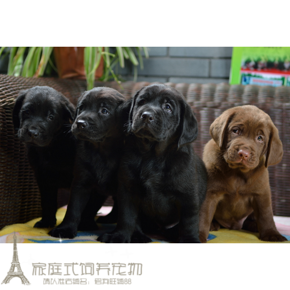 出售宠物狗纯种黑色拉布拉多犬幼犬活体导盲犬巡回猎犬幼犬小七p