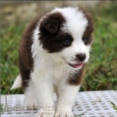 家养健康稀有全到位黑白边境牧羊幼犬p
