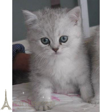 宠物小猫咪银渐层英国短毛猫幼猫英短渐层活体宠物猫出售包邮g