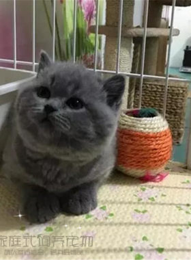 英国短毛猫 家养宠物猫咪英短猫 蓝猫 活体公猫纯种猫幼猫小猫p