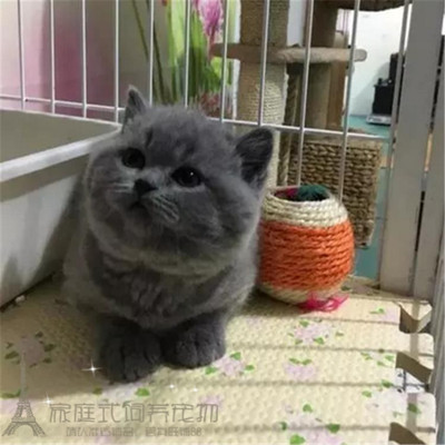 英国短毛猫 家养宠物猫咪英短猫 蓝猫 活体公猫纯种猫幼猫小猫p