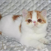 出售家养加菲猫活体纯种宠物猫幼猫异国短毛猫宠物猫黄白加菲猫p