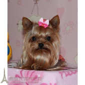 约克夏幼犬金头钢背品相佳苹果脸小体宠物犬城市室内家养活体p