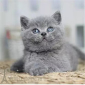 家养赛级蓝猫宠物猫英国短毛猫英短蓝猫活体幼猫纯种蓝猫短毛猫p