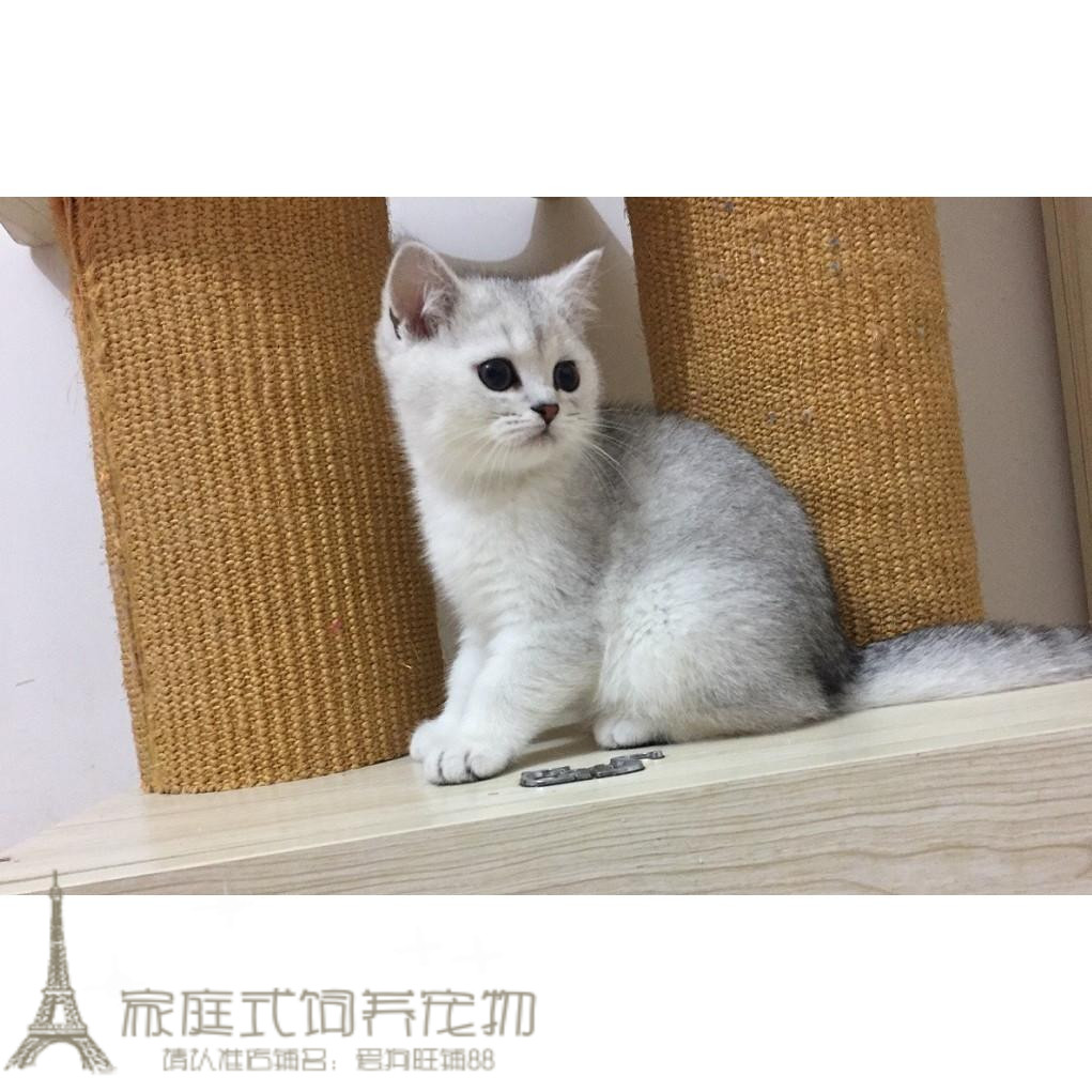 纯种出售英短银渐层幼猫英国短毛猫英短幼猫活体宠物猫渐层猫g