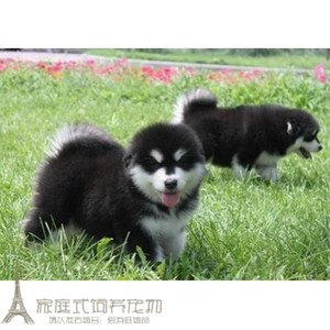 纯种活体巨型阿拉斯加雪橇犬幼犬烟灰色桃脸熊版巨大阿拉斯加29g