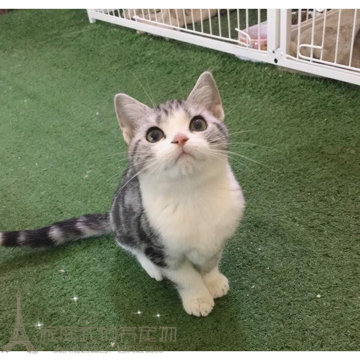 预售纯种健康美短加白起司猫咪家养繁殖 银虎斑美国短毛猫双血统p