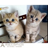 英短金渐层银渐层双血统幼猫小猫活体家养可托运上海本地可上门p