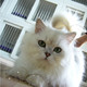 猫咪活纯种英国短毛猫银色渐层金吉拉猫咪宝宝长毛猫活体幼猫p