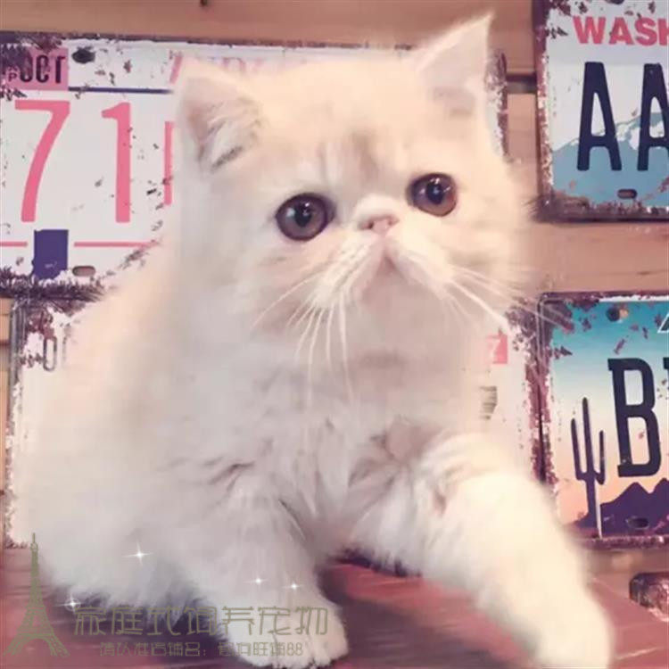 出售健康纯种宠物猫异国短毛猫加菲猫黄白幼猫活体异短加菲猫p