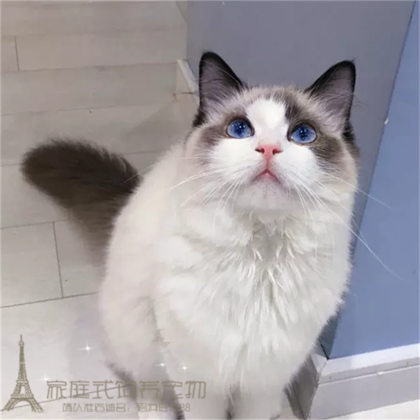 赛级蓝双布偶猫咪活体家养长毛猫宠物活体纯种蓝眼睛布偶猫幼猫p