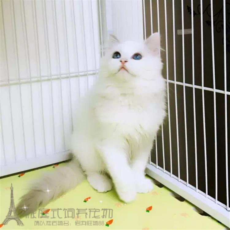 cfa赛级出售布偶猫幼猫布偶猫蓝双色纯种家养活体宠物