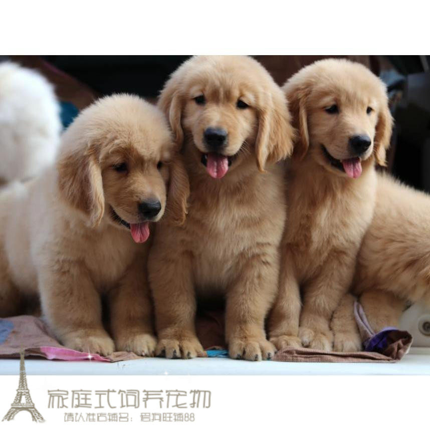 出售纯种金毛犬金毛寻回犬金毛黄金幼犬金毛猎犬宠物狗金毛小狗p