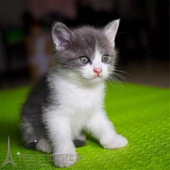 出售英国短毛猫幼猫纯种家养宠物猫英短蓝白活体猫咪支持上门p