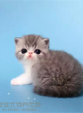 活体纯种幼崽异国短毛猫