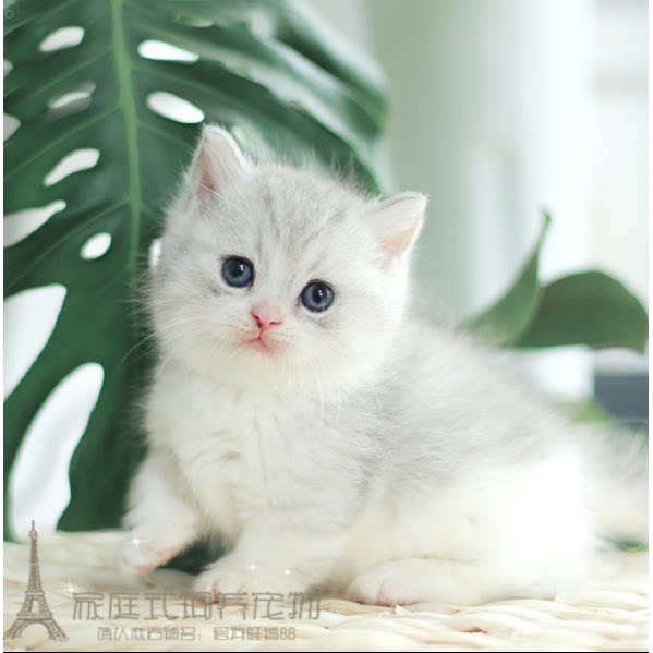家养出售英国短毛猫 活体宠物猫 纯种幼猫英短渐层包子脸p