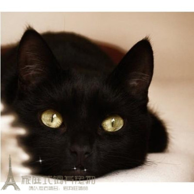 家养纯种赛级全黑色招财猫孟买猫