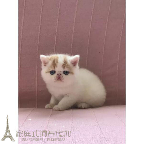 赛级繁育加菲猫宠物猫活体异国短毛猫纯种加菲猫幼猫活体美国猫g