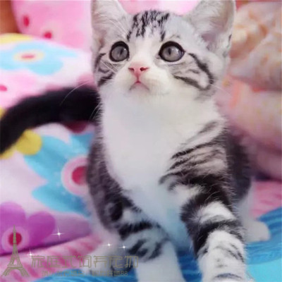 加白起司活体美国短毛猫