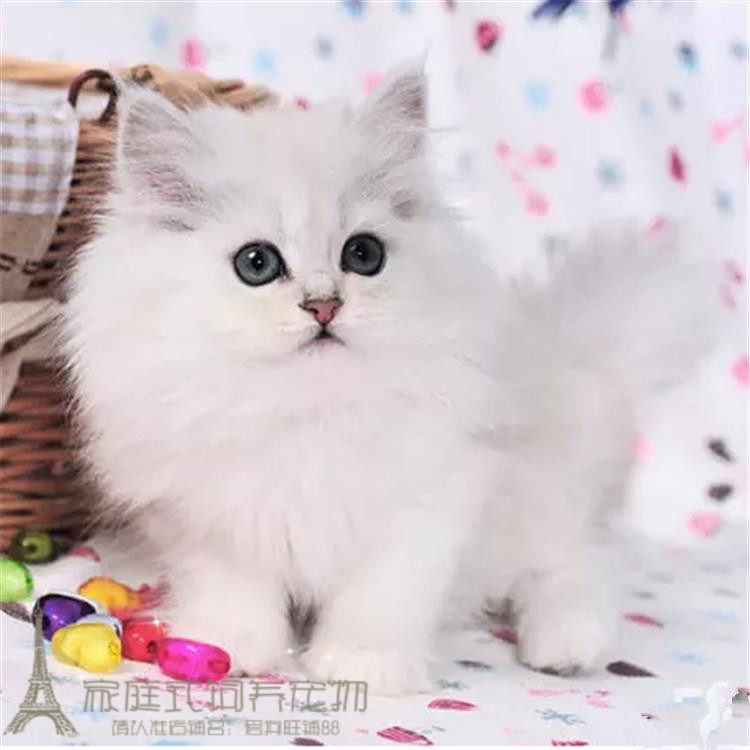 猫舍出售纯种金吉拉猫活体幼猫宠物猫长毛猫绿眼金吉拉小猫g