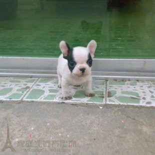 赛级家养法国斗牛犬幼犬活体宠物狗出售纯种进口有证书芯片p