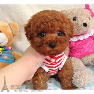 赛级红泰迪幼犬茶杯纯种活体泰迪狗玩具型迷你赛级灰色贵宾15p